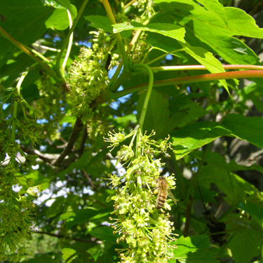 Acer pseudoplatanus