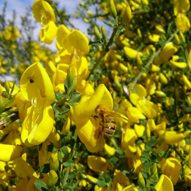 Sarothamnus scoparius