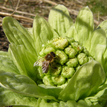 Petasites albus