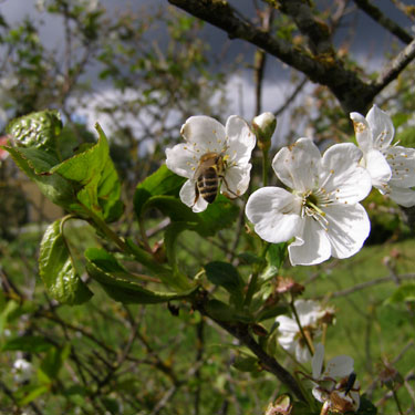 Prunus (avium)