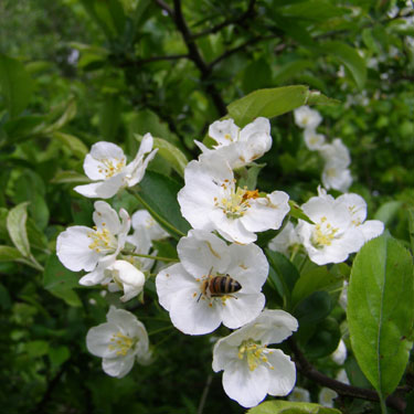 Malus sargentii