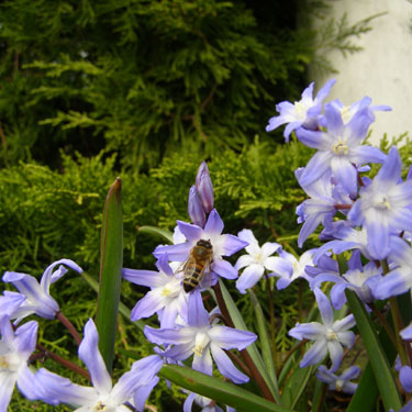 Chionodoxa luciliae