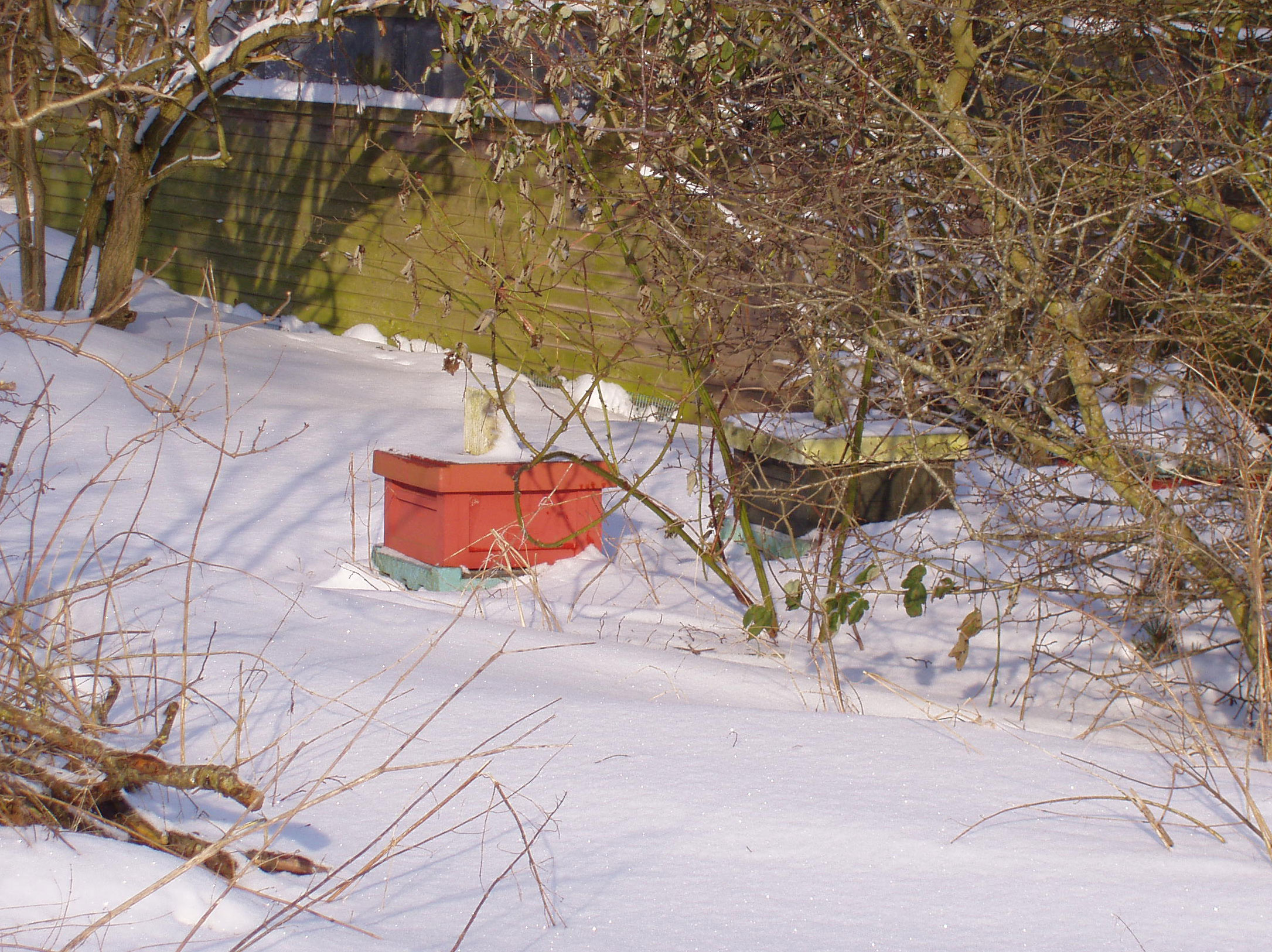 Bistader i sne.