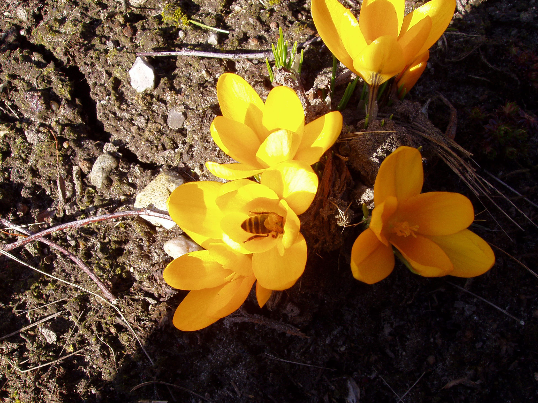 Bi i krokus.