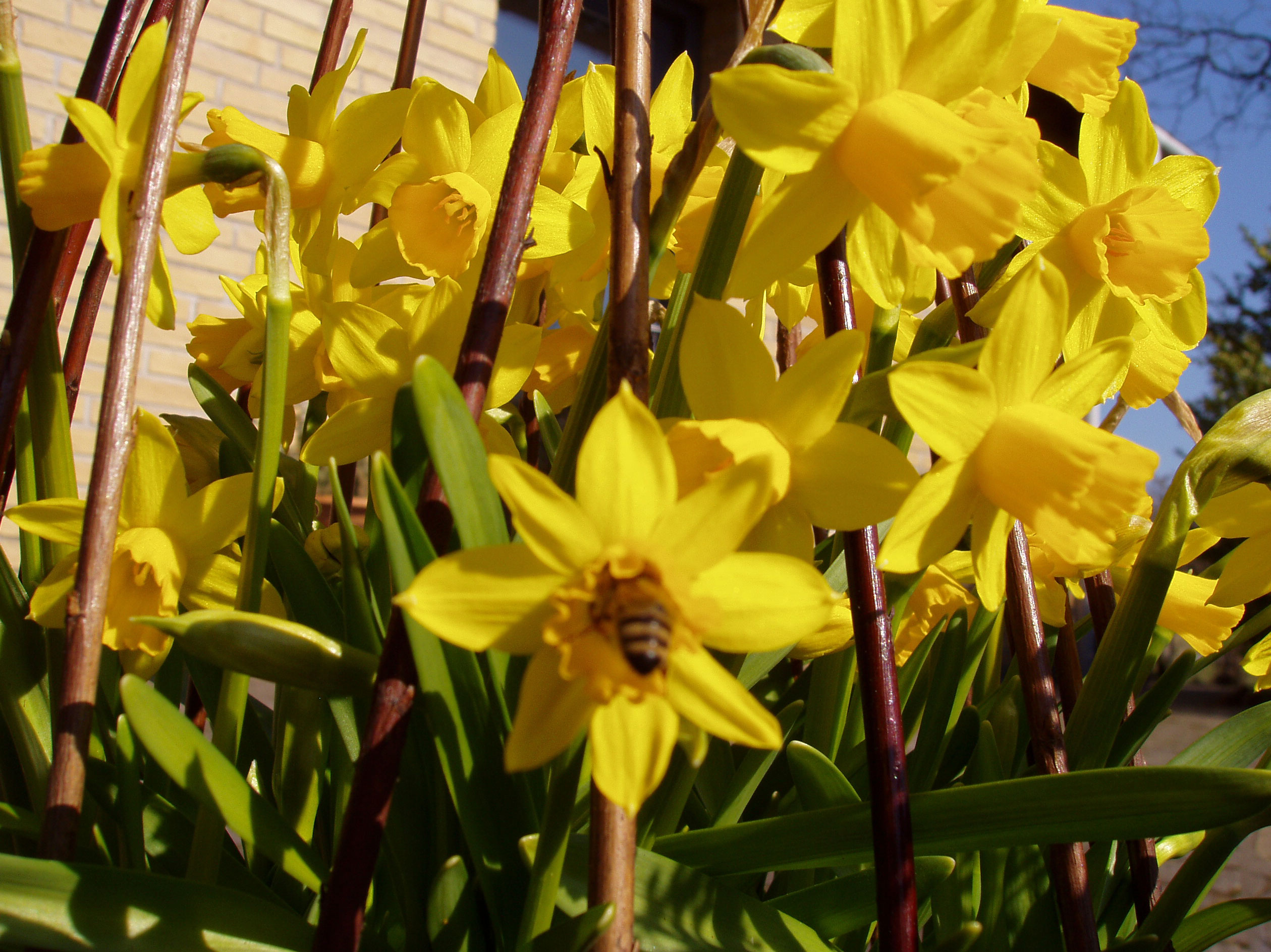 Bi på besøg i naboens blomster.