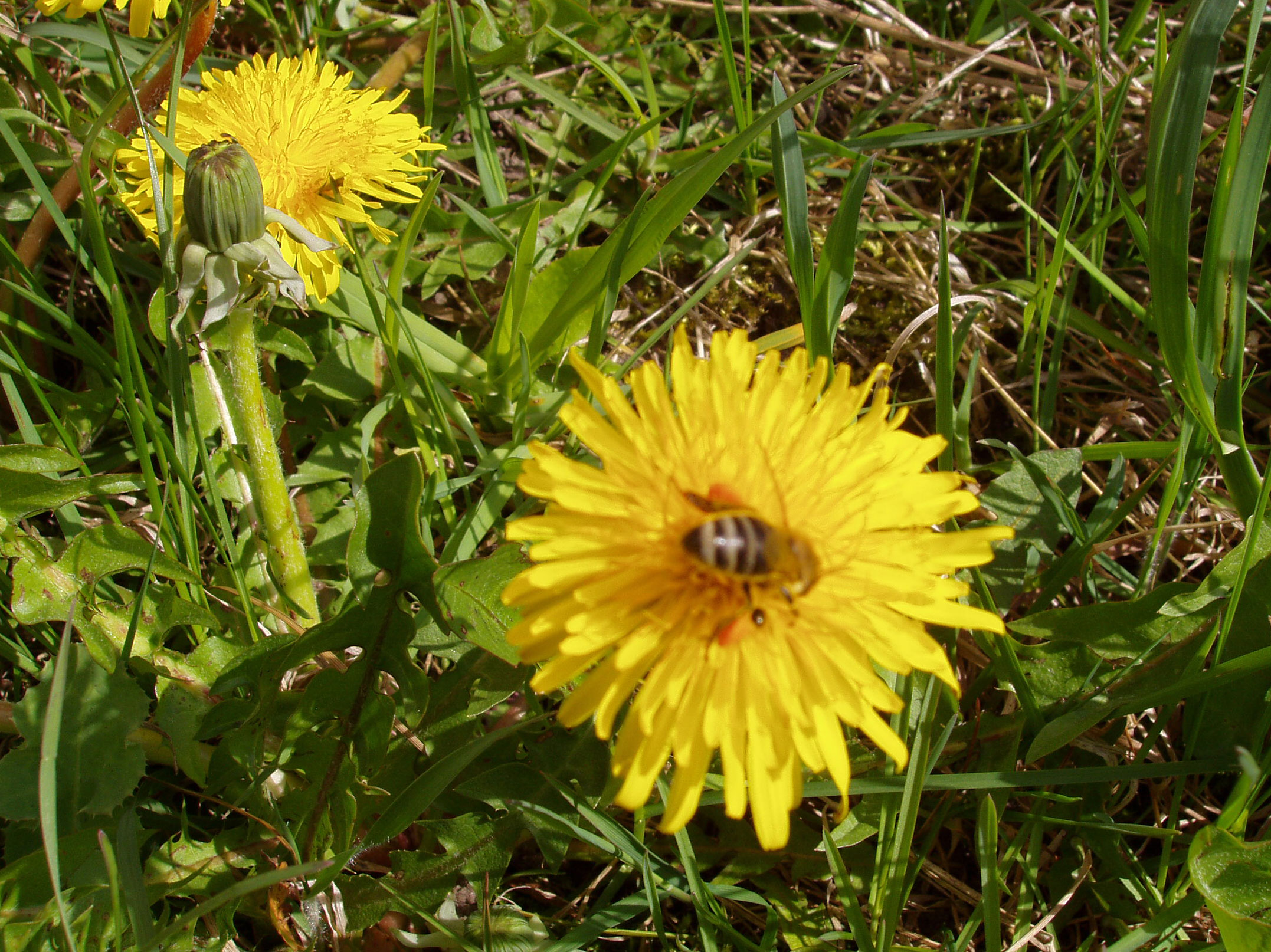 Bi med orange bukser af mælkebøtte pollen.