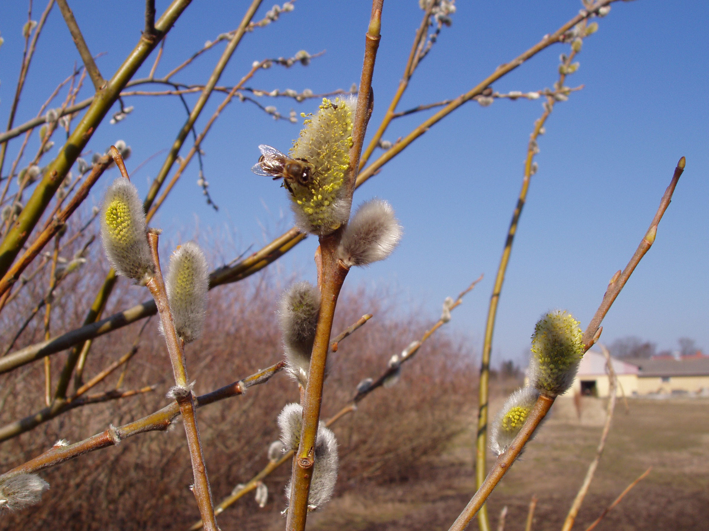 Bi henter pollen i han-pil.