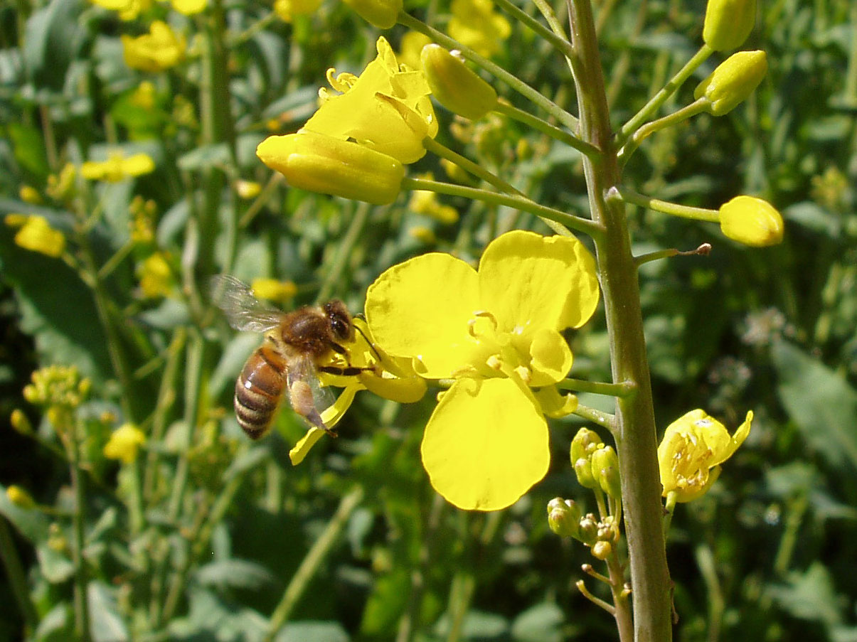 Bi besøger rapsblomst.