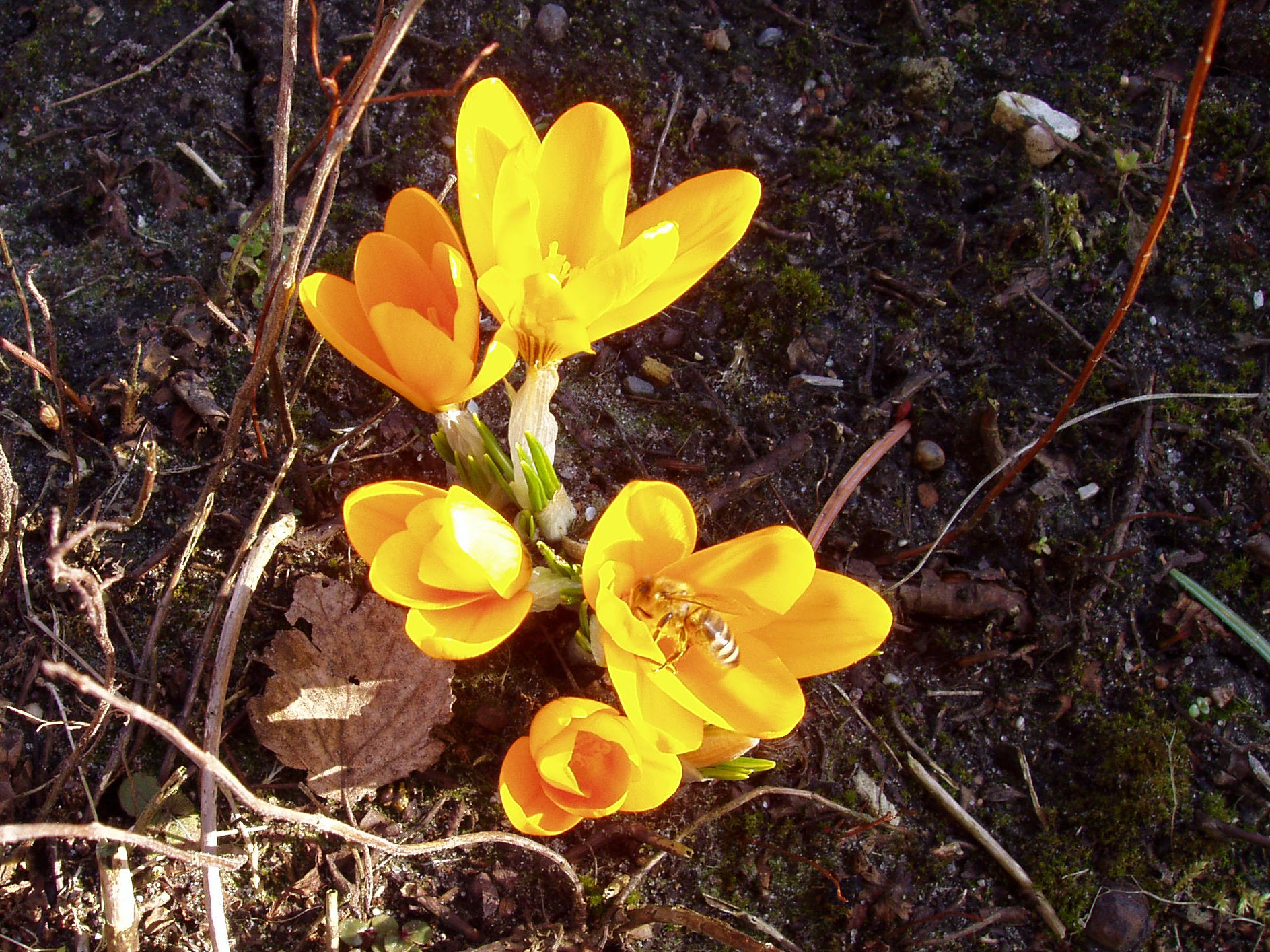 Bi i krokus