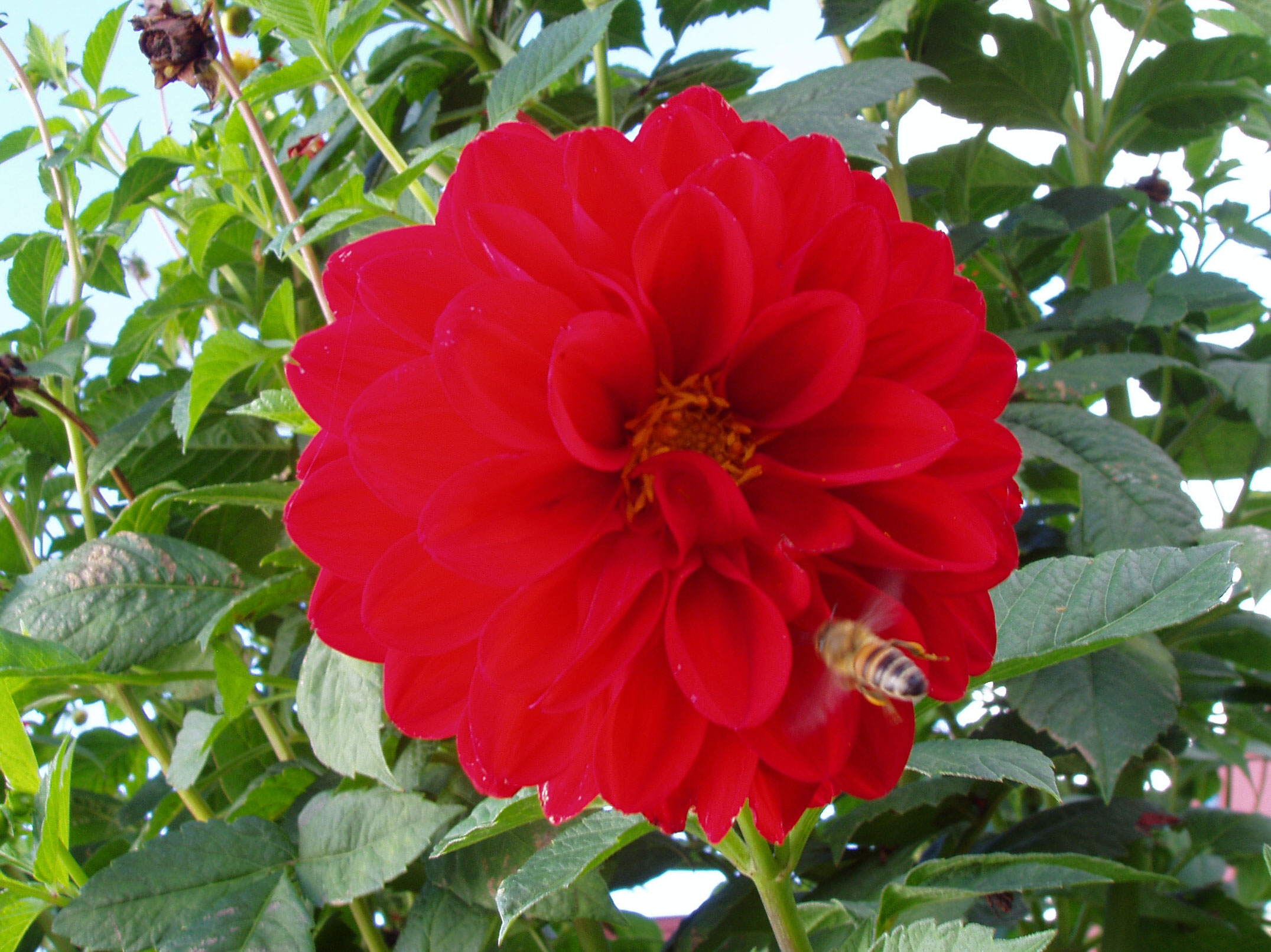 Bi i blomst.