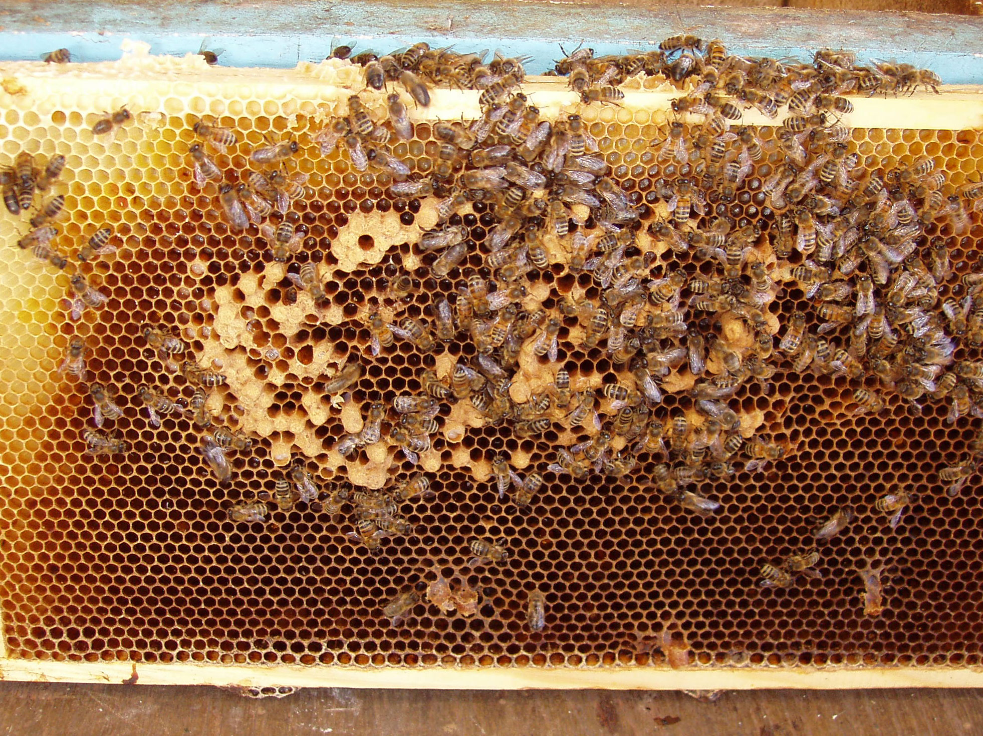 Tavle med pukkelyngel.