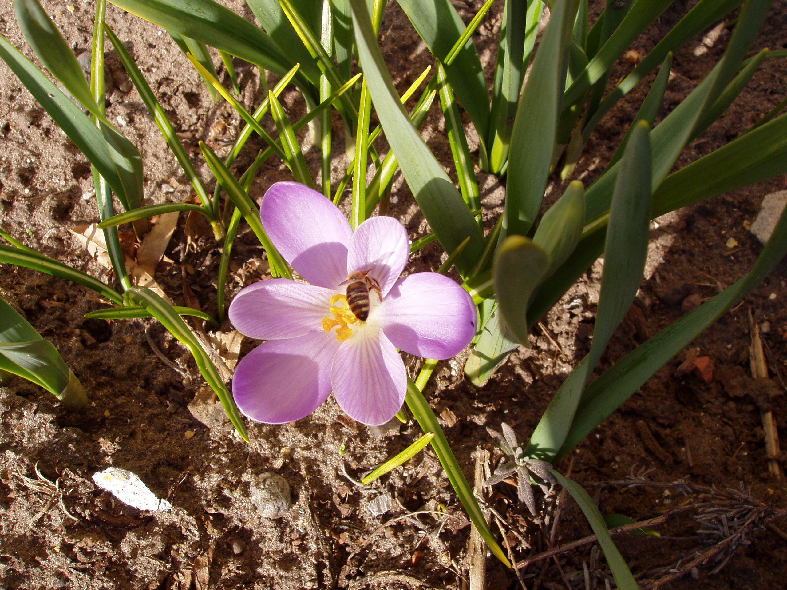 Bi i blomst.