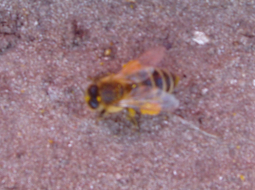 Bi med pollenklumper