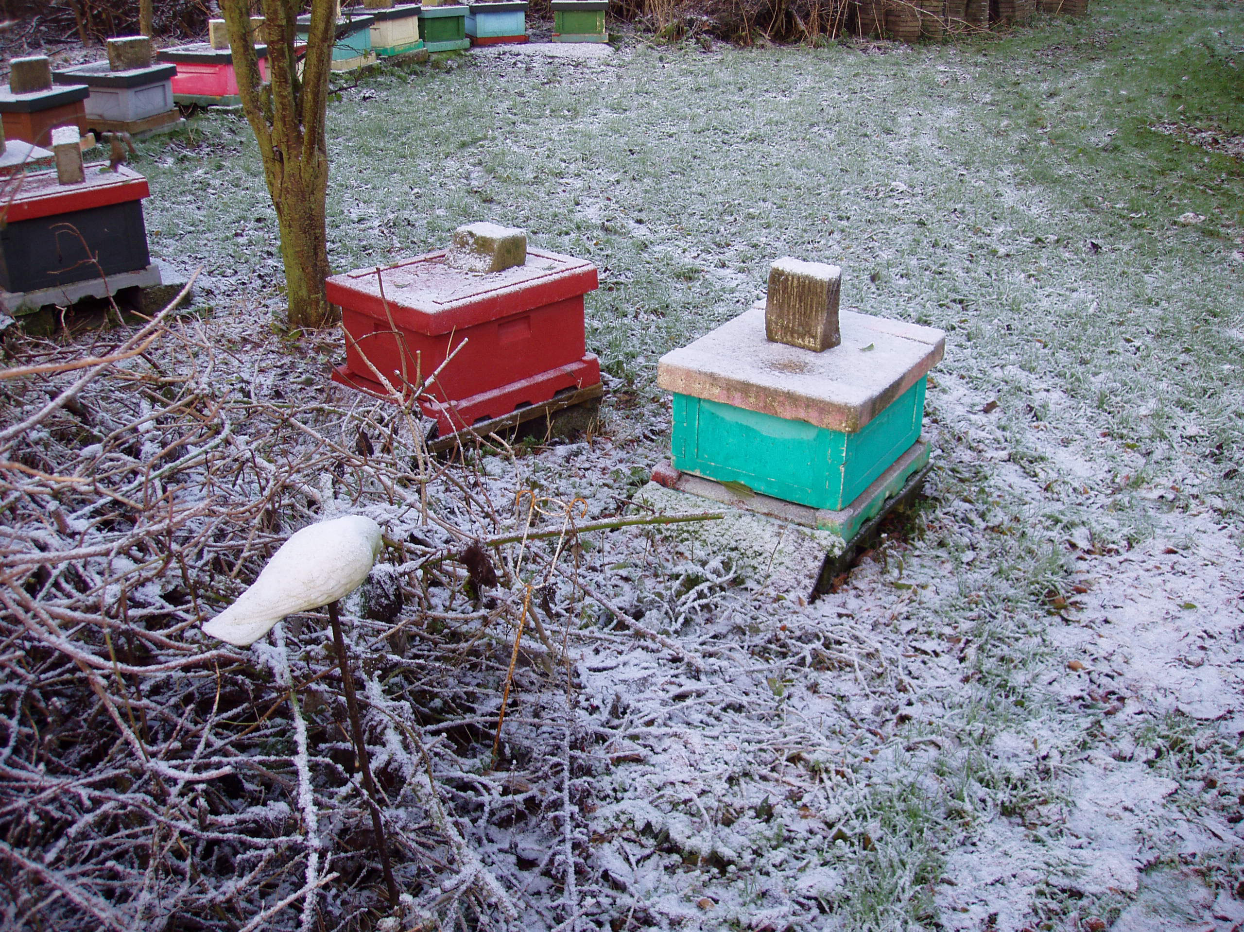Bistader i årets første sne.