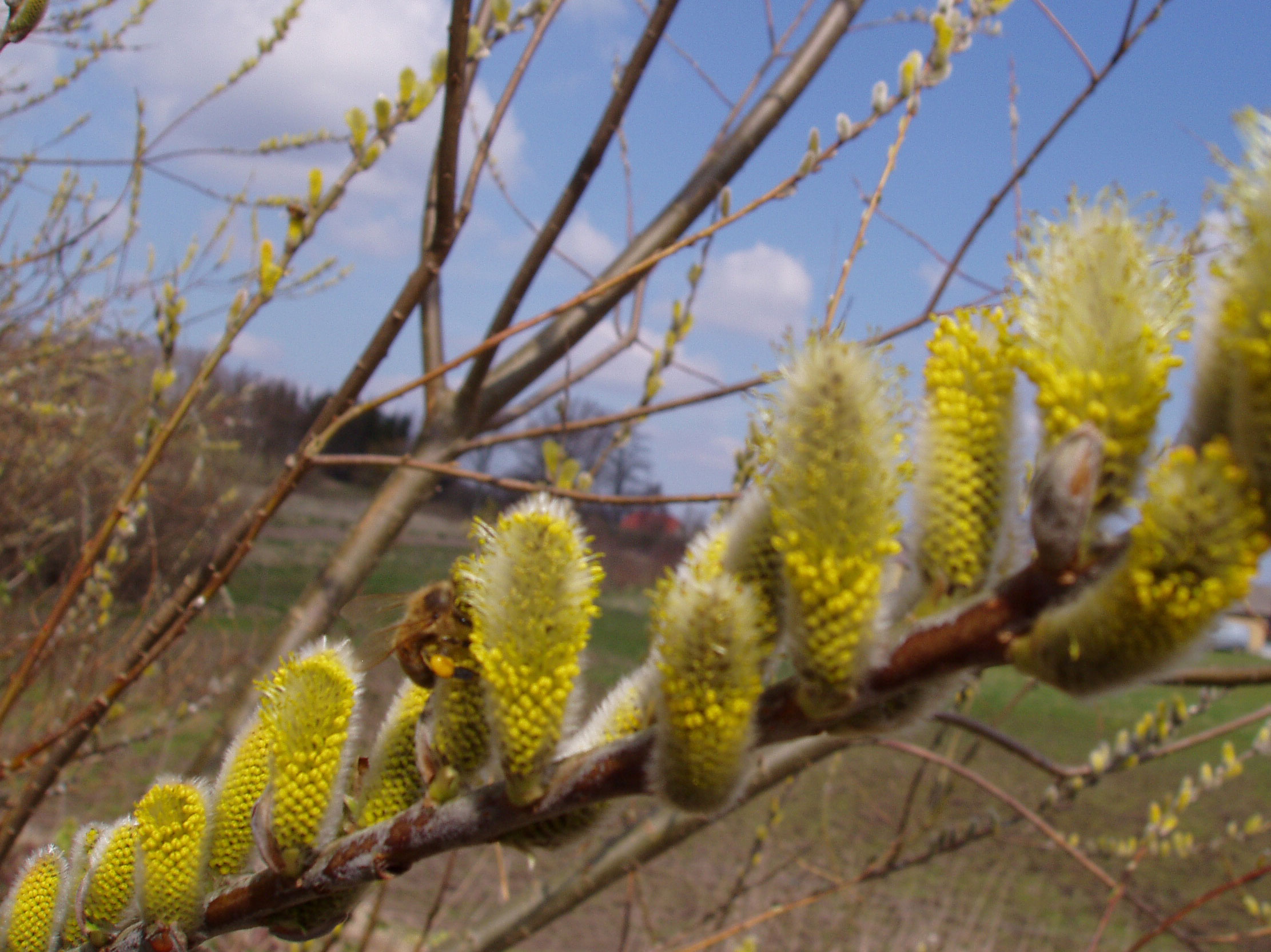 Bierne plyndre pilen fuldstændig for pollen