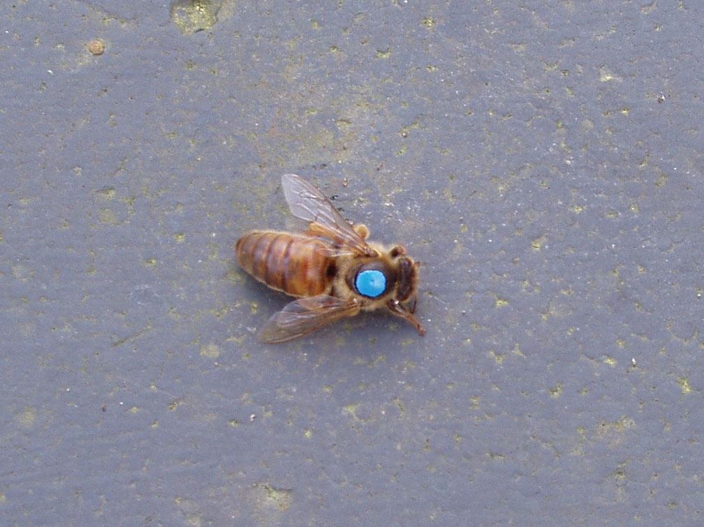 Død Bidronning.
