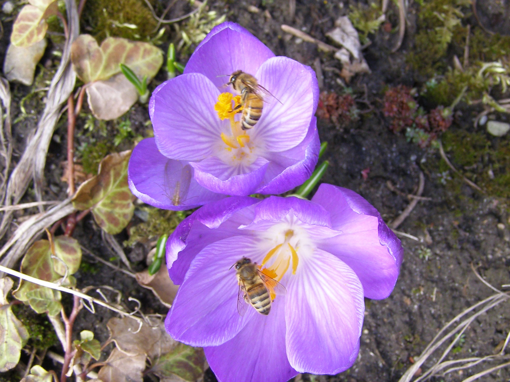 Bier i blomster.