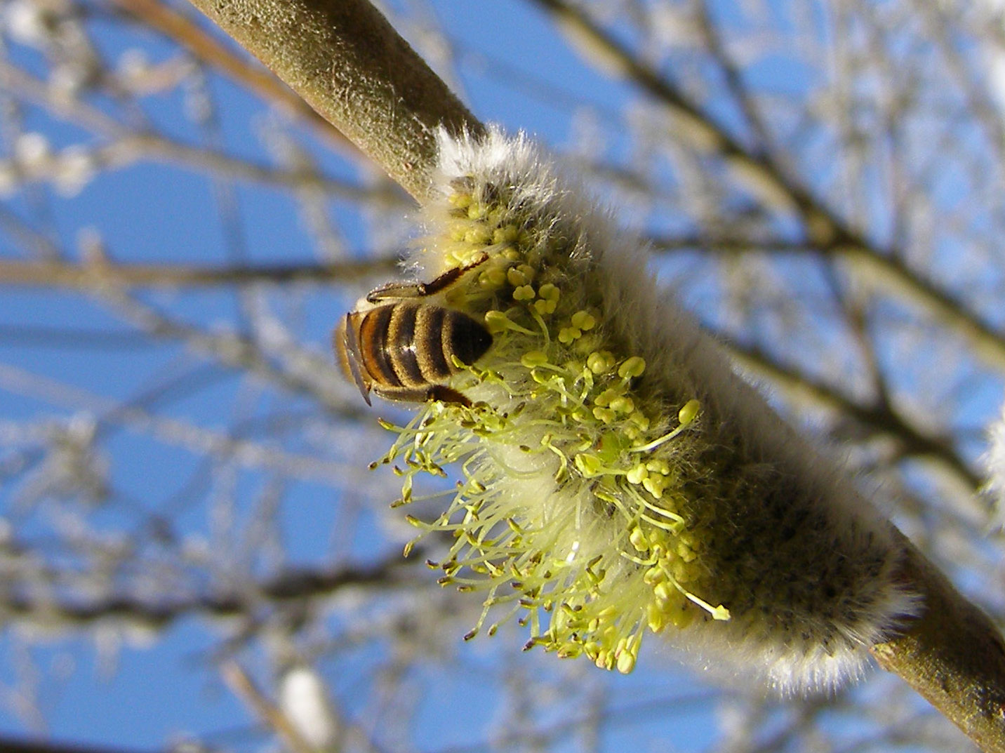 Bi henter pollen.