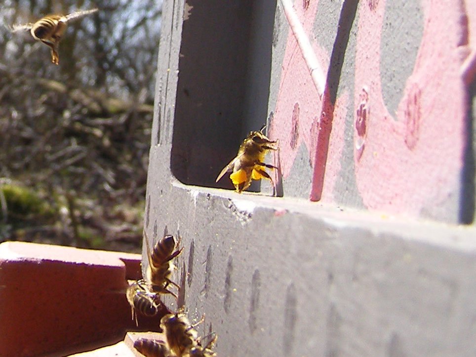 Bi med pollen i bukserne.