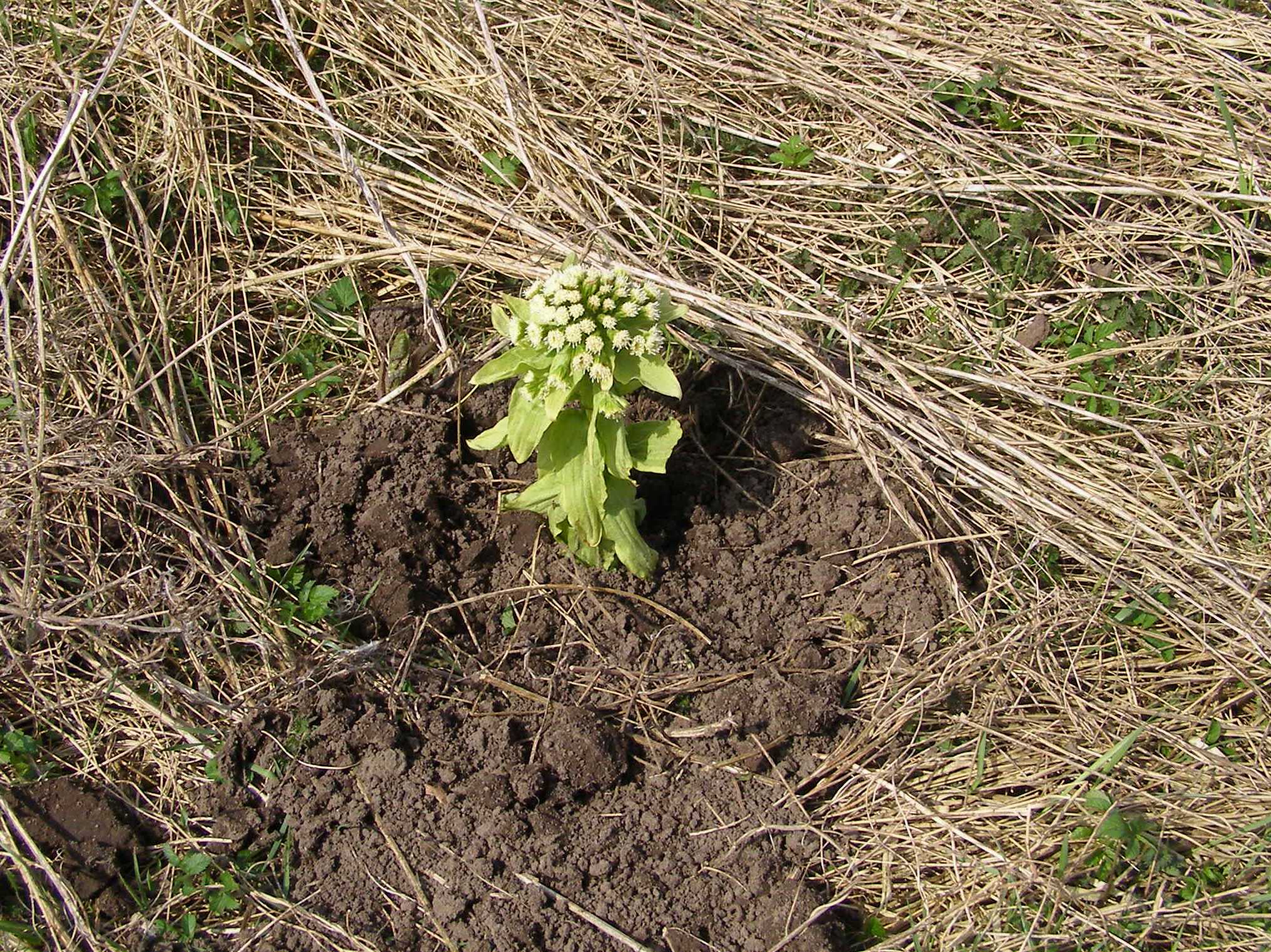 Der plantes nyt.