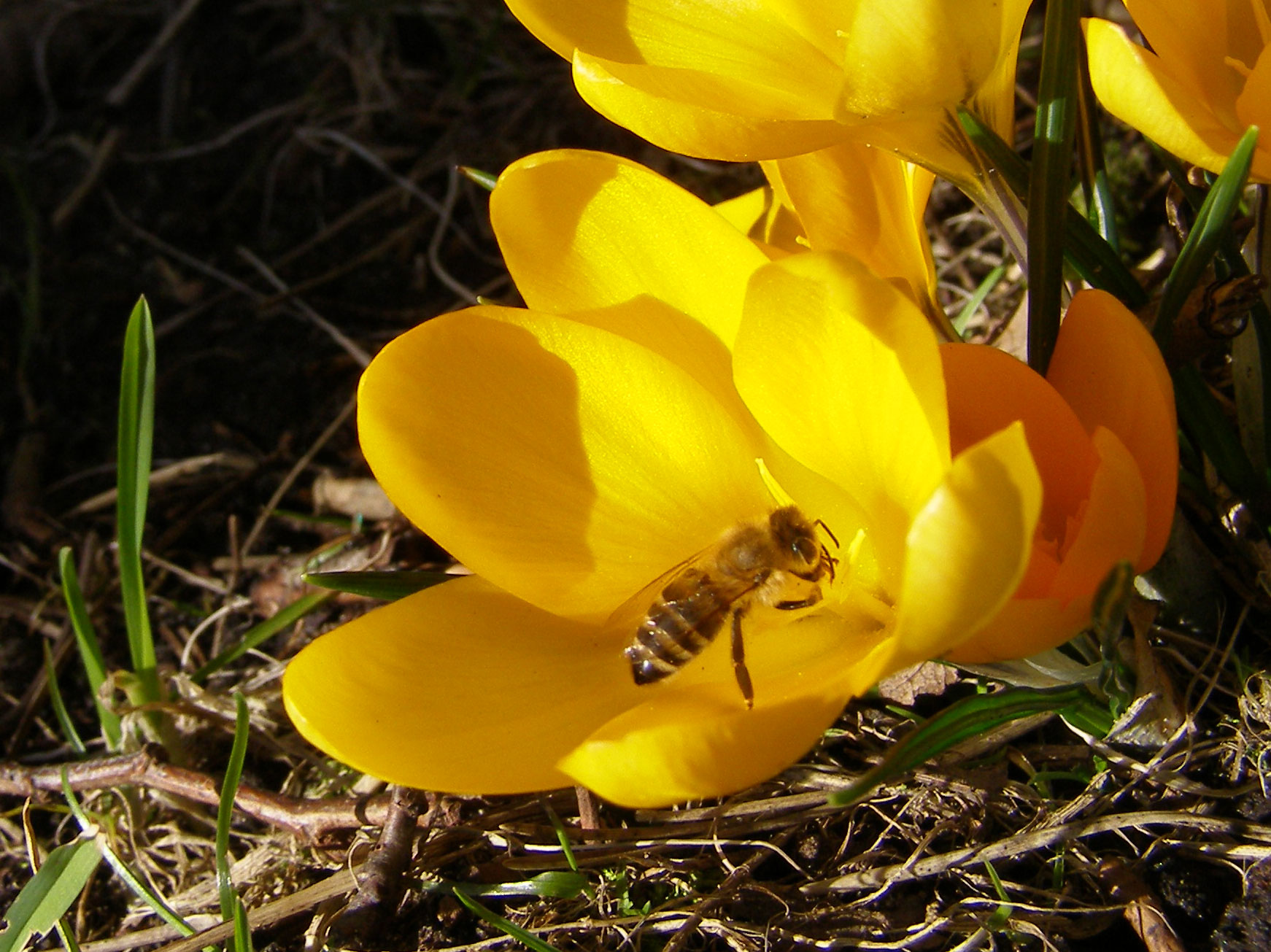 Bi i Krokus.