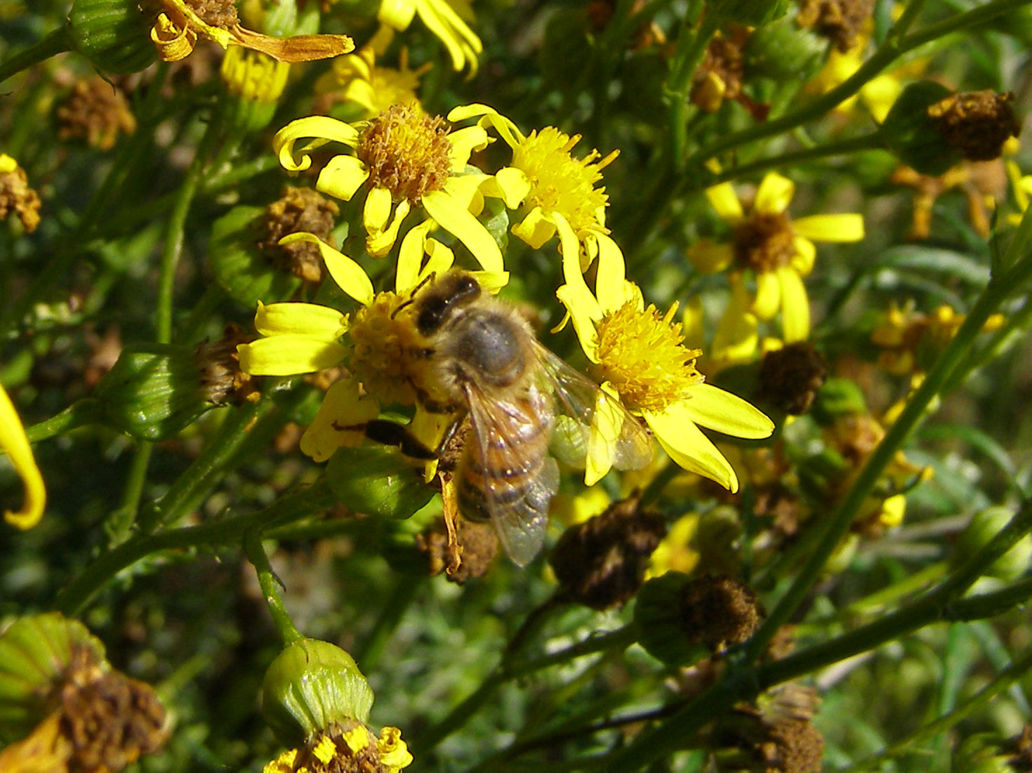 Bi i blomst.