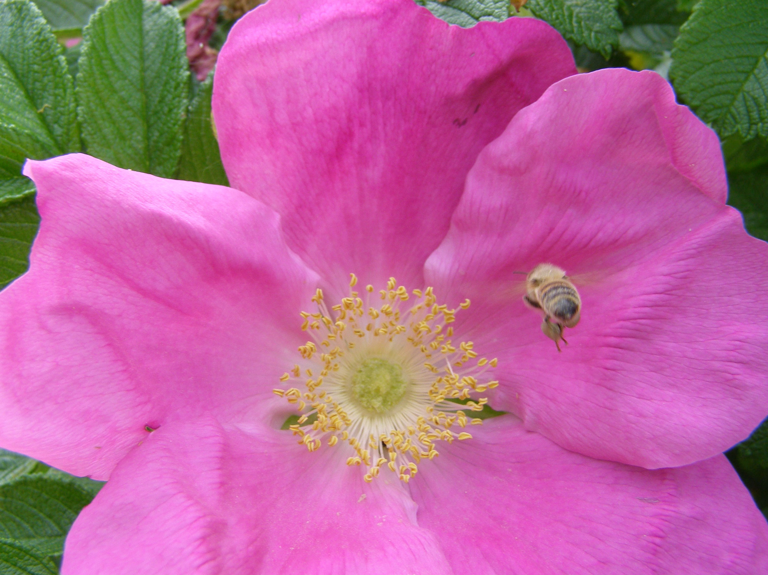 Bi ved blomst.