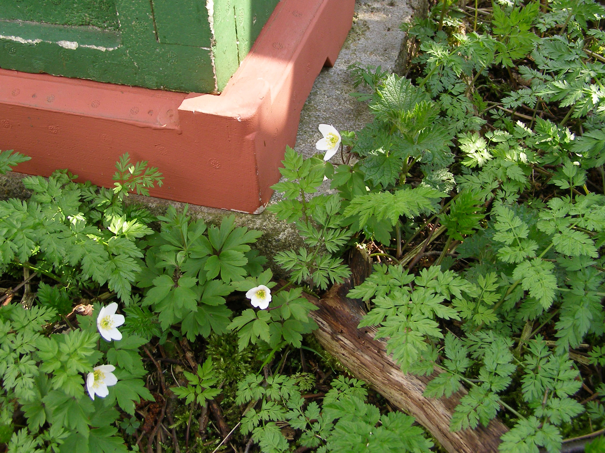 Anemoner i bigården.