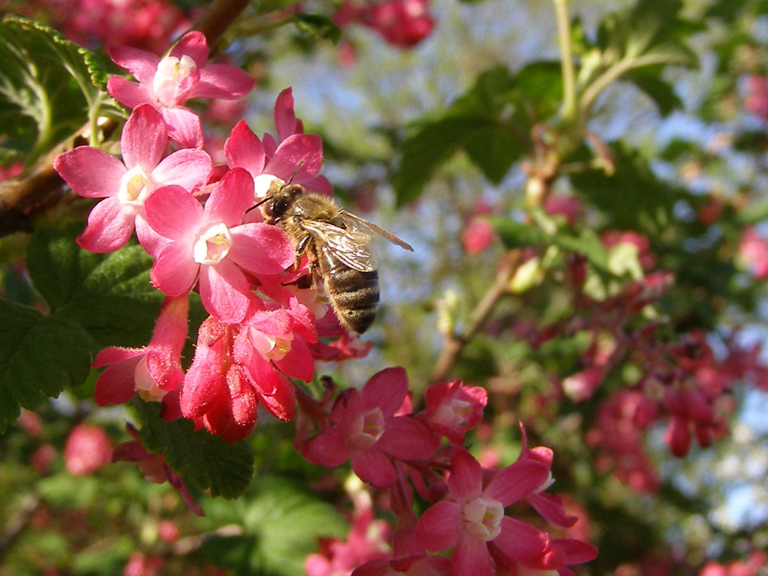 Bi i blomst.