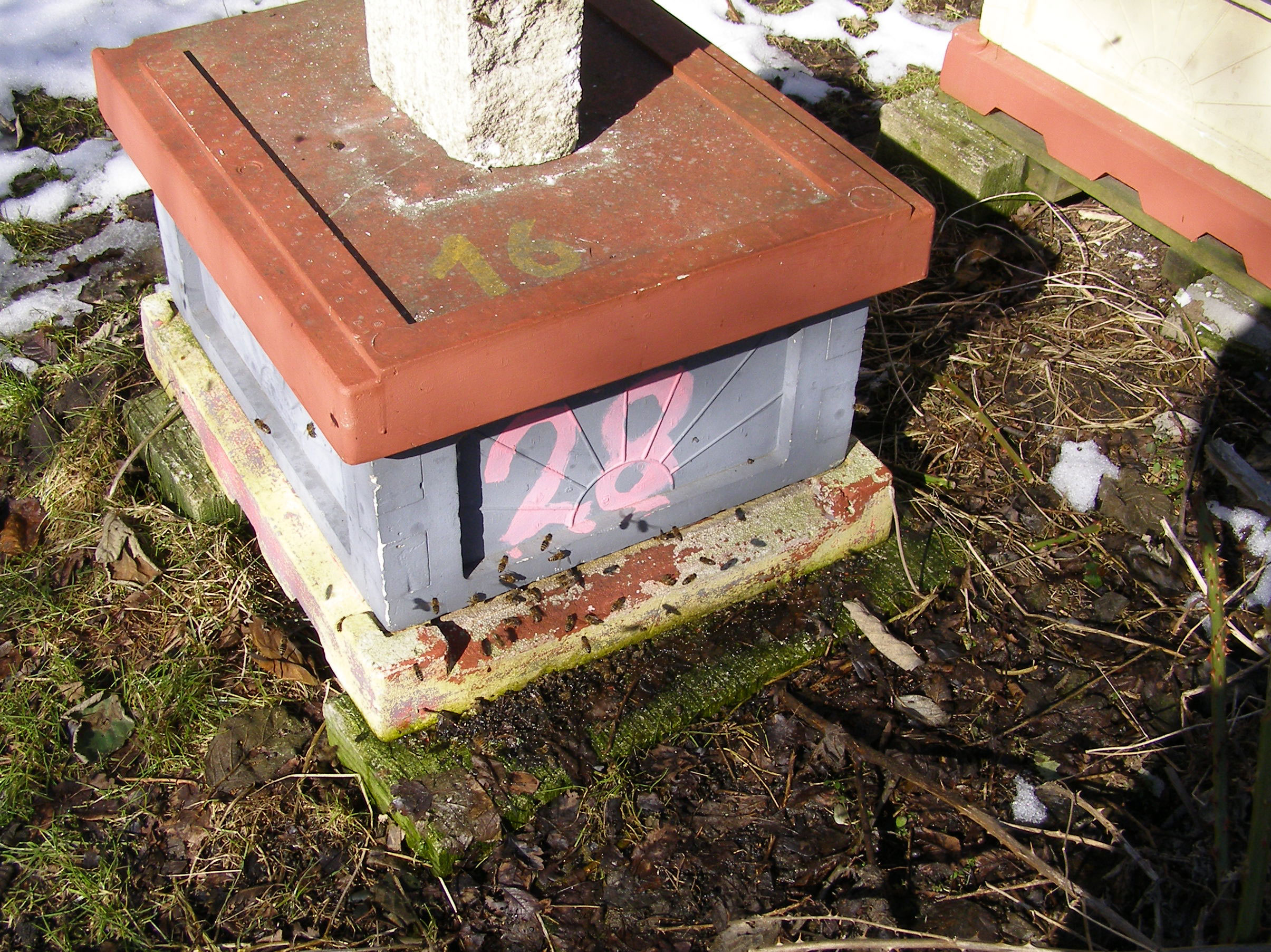 Foårs aktivitet i bigården.