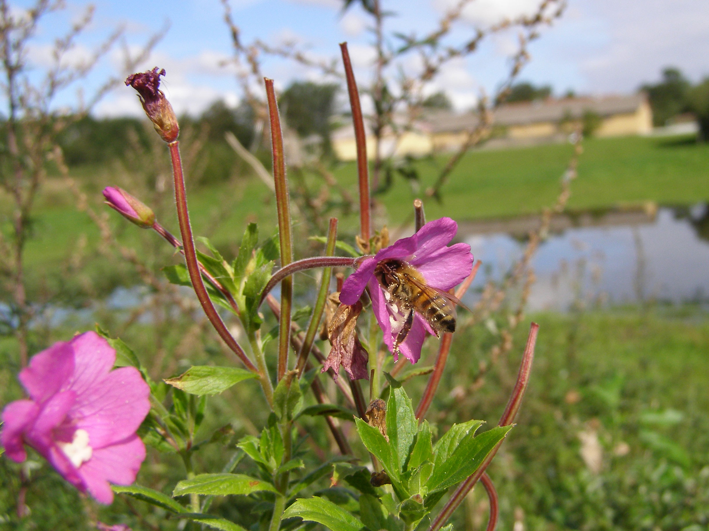 Bi i blomst.