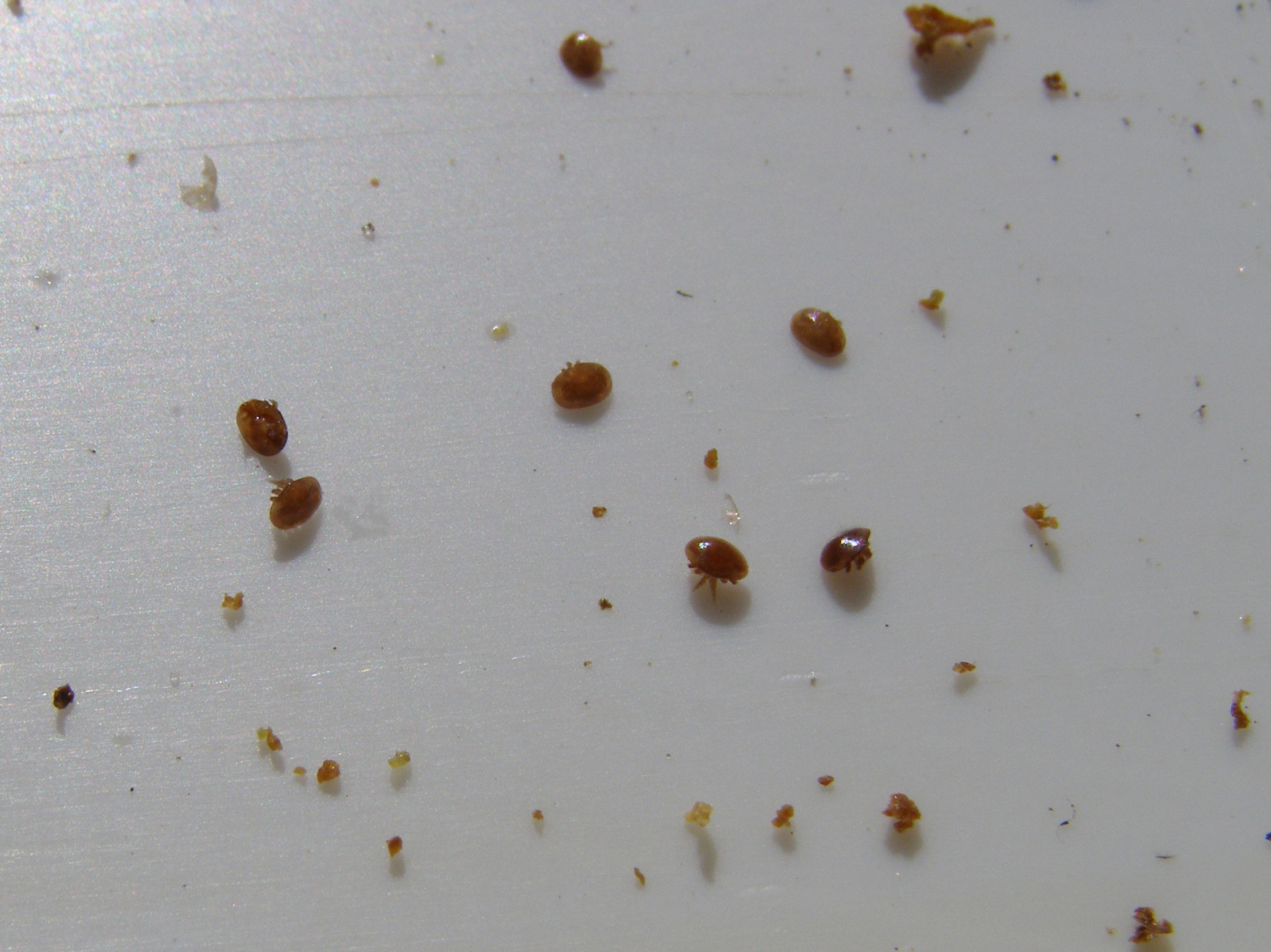 Varroa behandling.