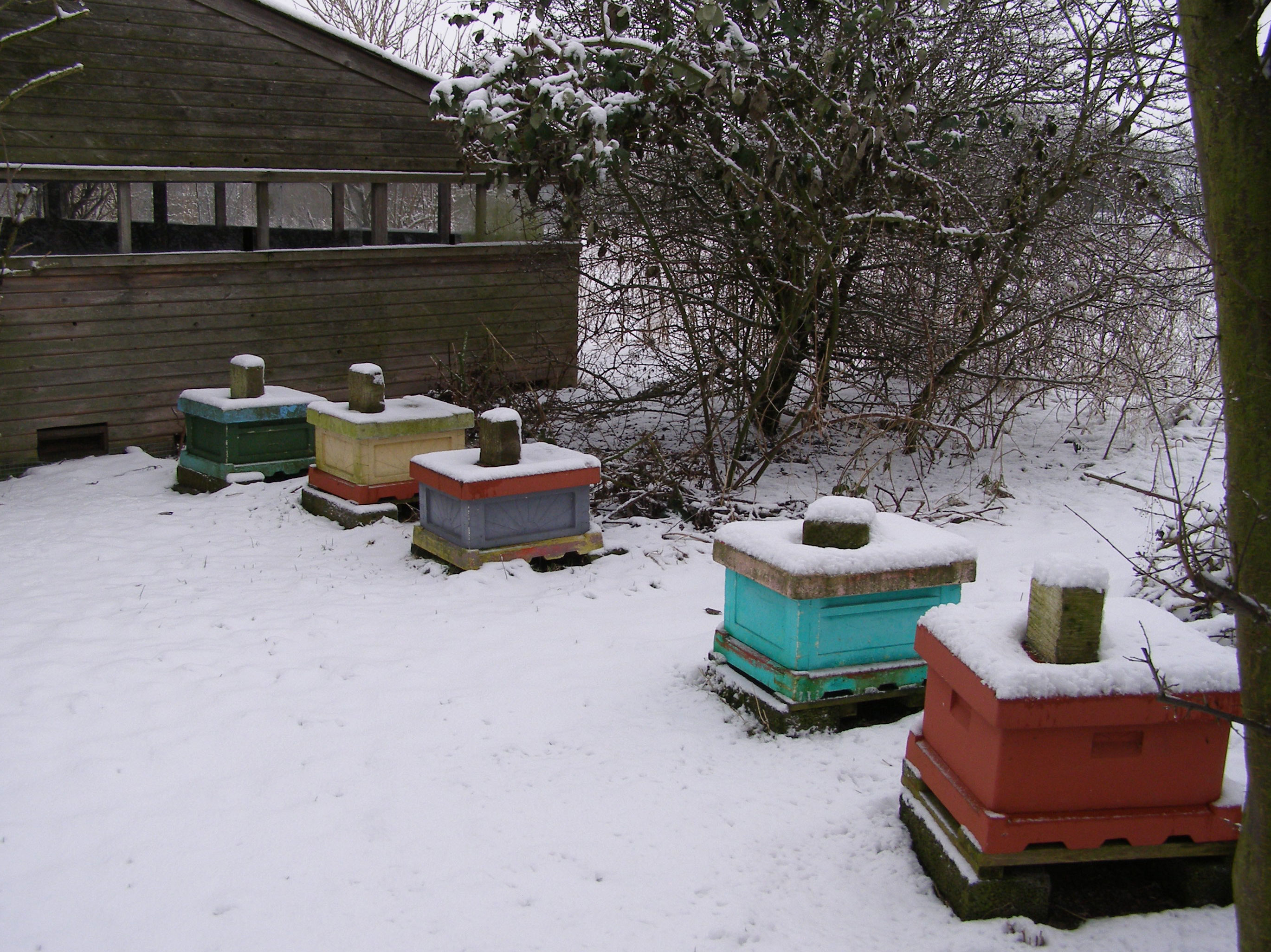 Vinter i bigården.