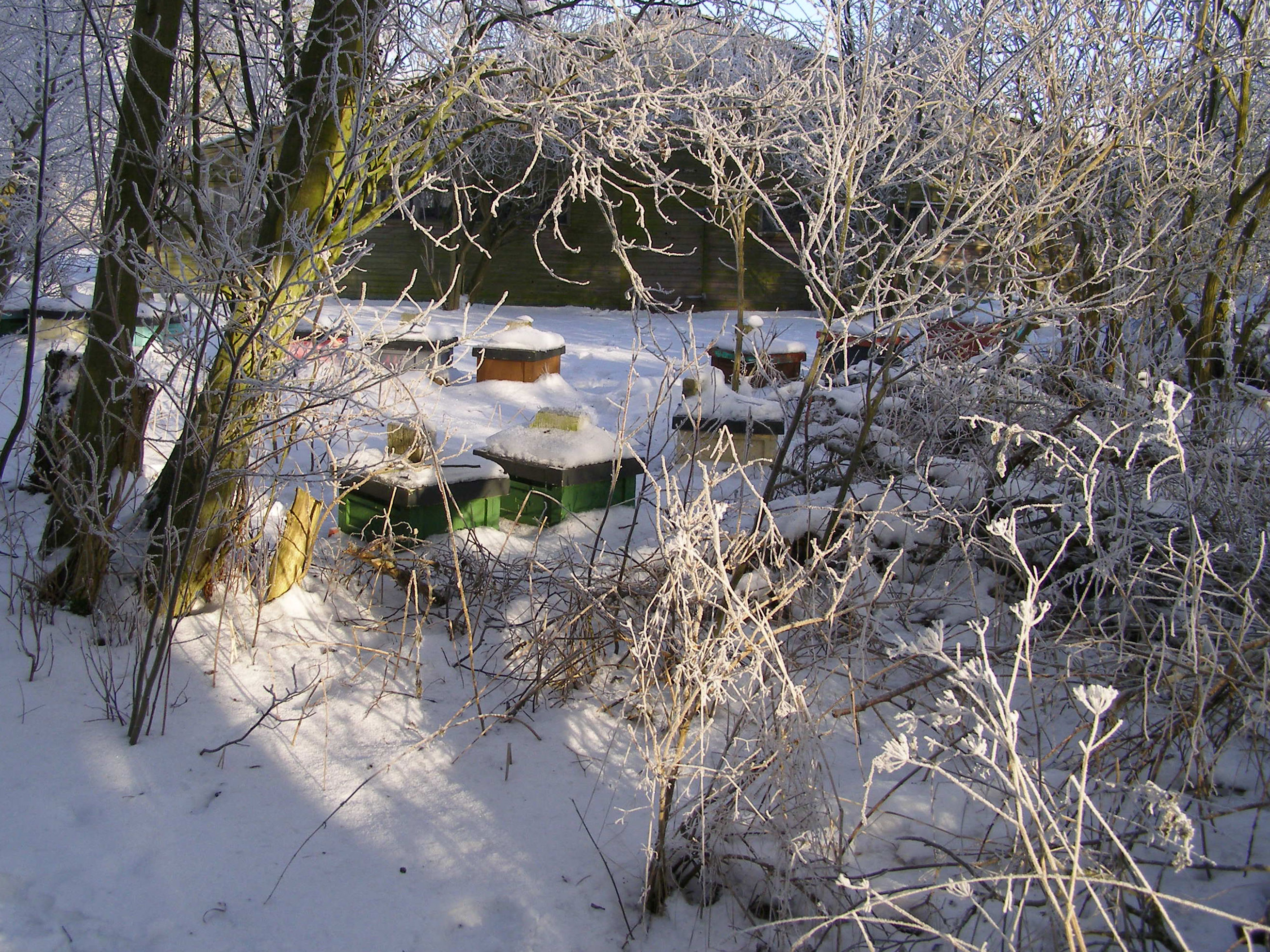 Vinter i bigården.