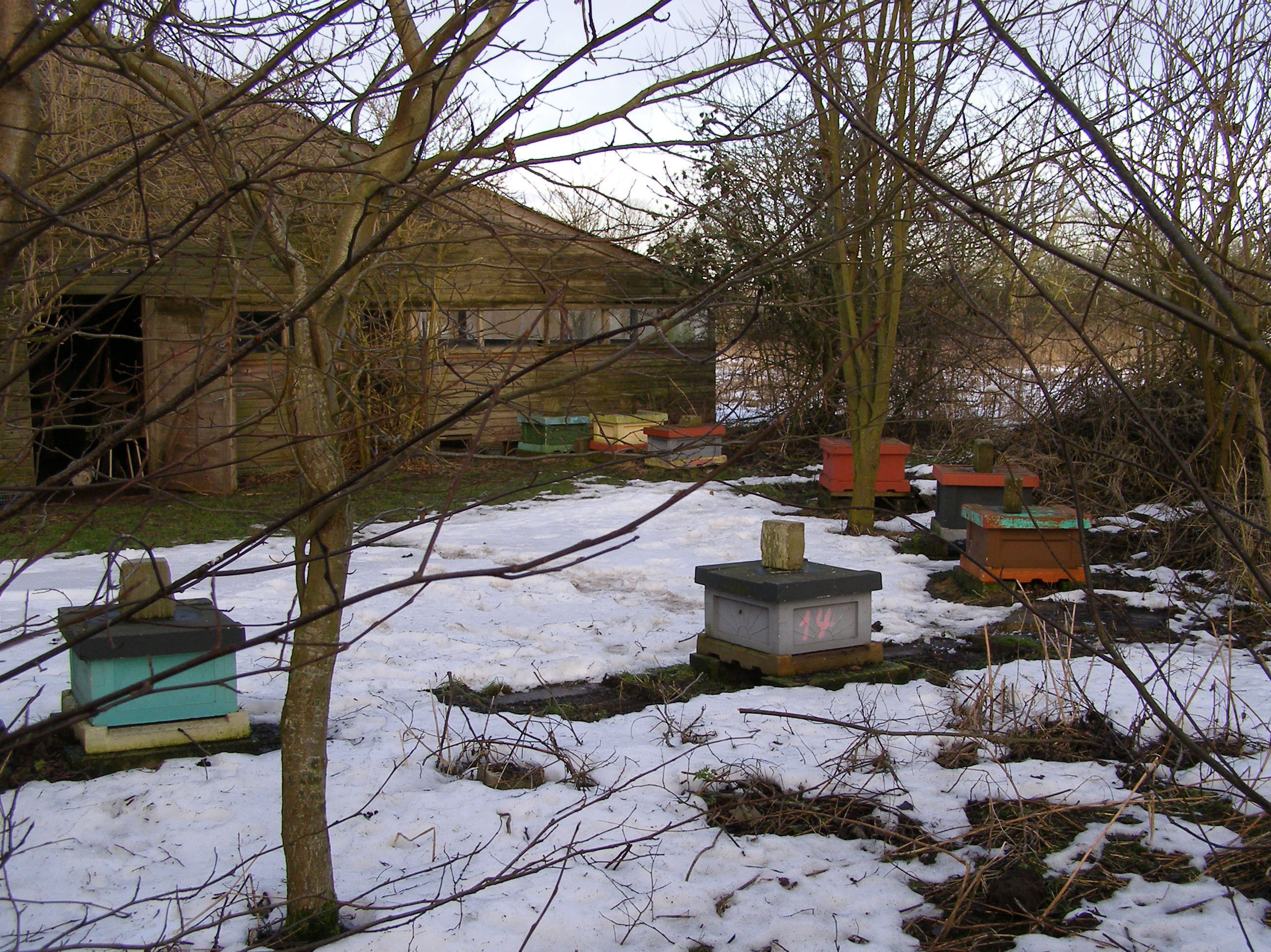 Vinter i bigården.