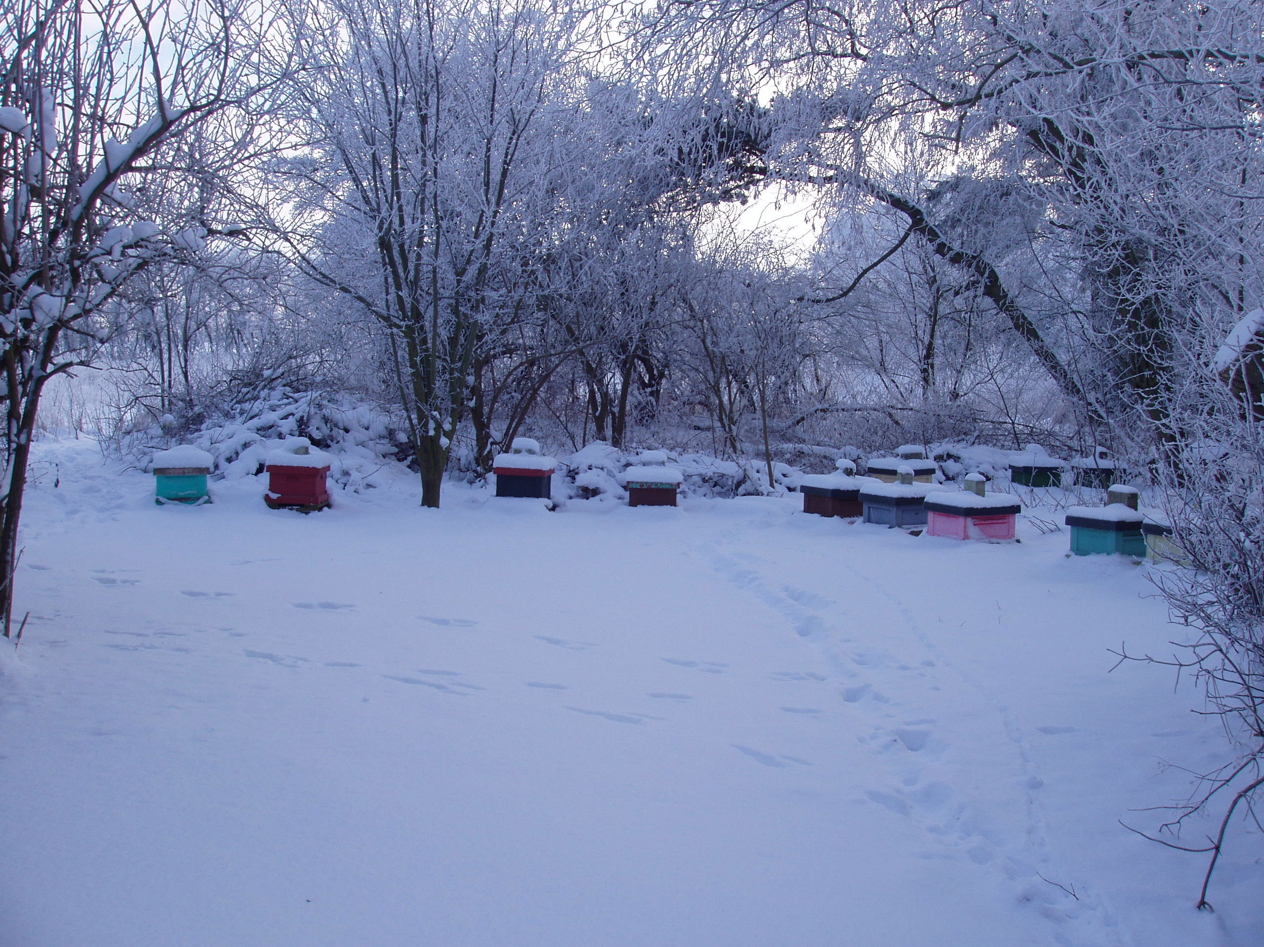 Vinter i bigården.