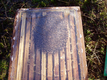 Bistade med plexiglaslåg