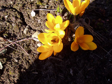 Bi i krokus.