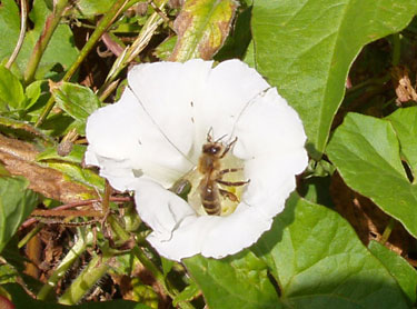 Bi i blomst.
