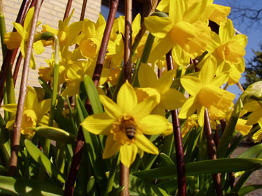 Bi på besøg i naboens blomster.