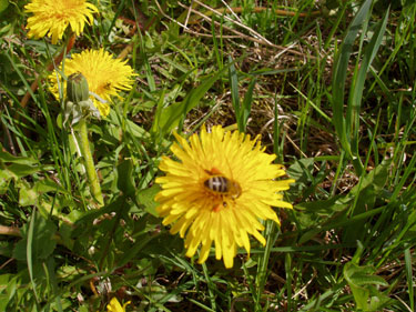Bi med orange bukser af mælkebøtte pollen.
