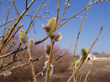 Bi henter pollen i han-pil.