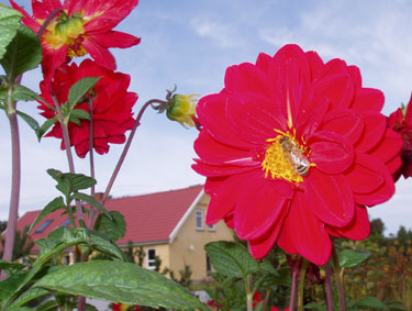 Bi i blomst.