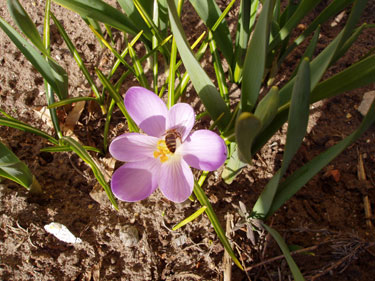 Bi i krokus