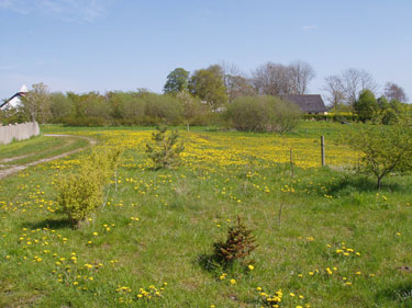 Mælkebøtte mark.