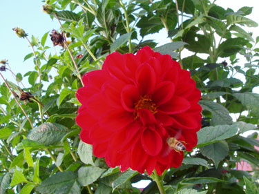 Bi i blomst.