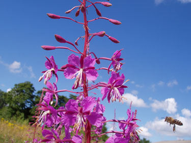 Glad bi der har fået øje på en blomst.