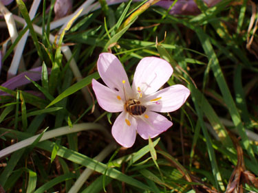 Bi i blomst.