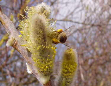 En bi der er fuld optanket med pollen.