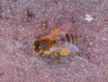 Bi med pollenklumper